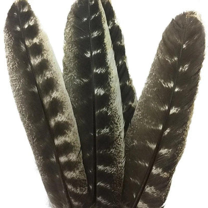 Belles Plumes de Dinde Naturelles - Litho Natura